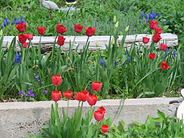 Tulips and Hyacinths