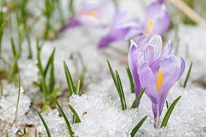 Spring Crocus