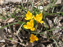Spring crocus